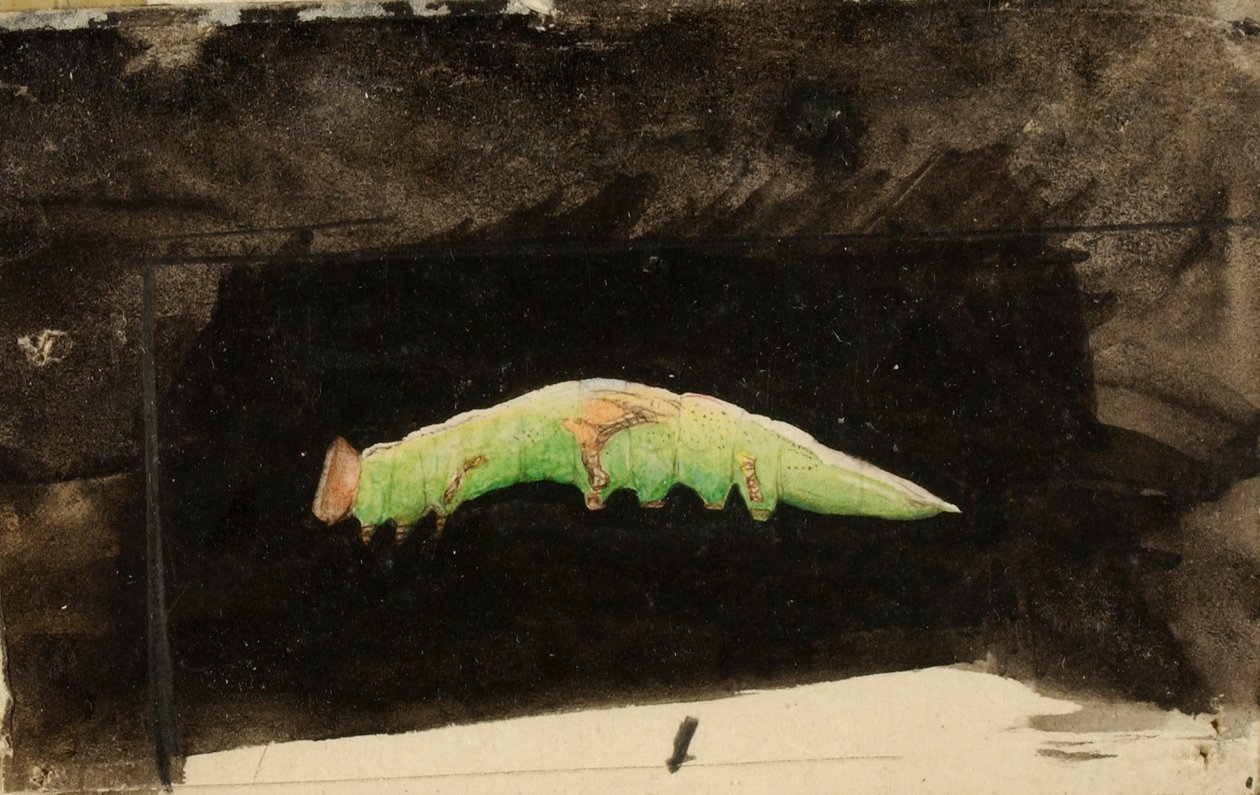 Größere gefleckte Strandblatt-Randraupe, Studie für das Buch Concealing Coloration in the Animal Kingdom von Emma Beach Thayer