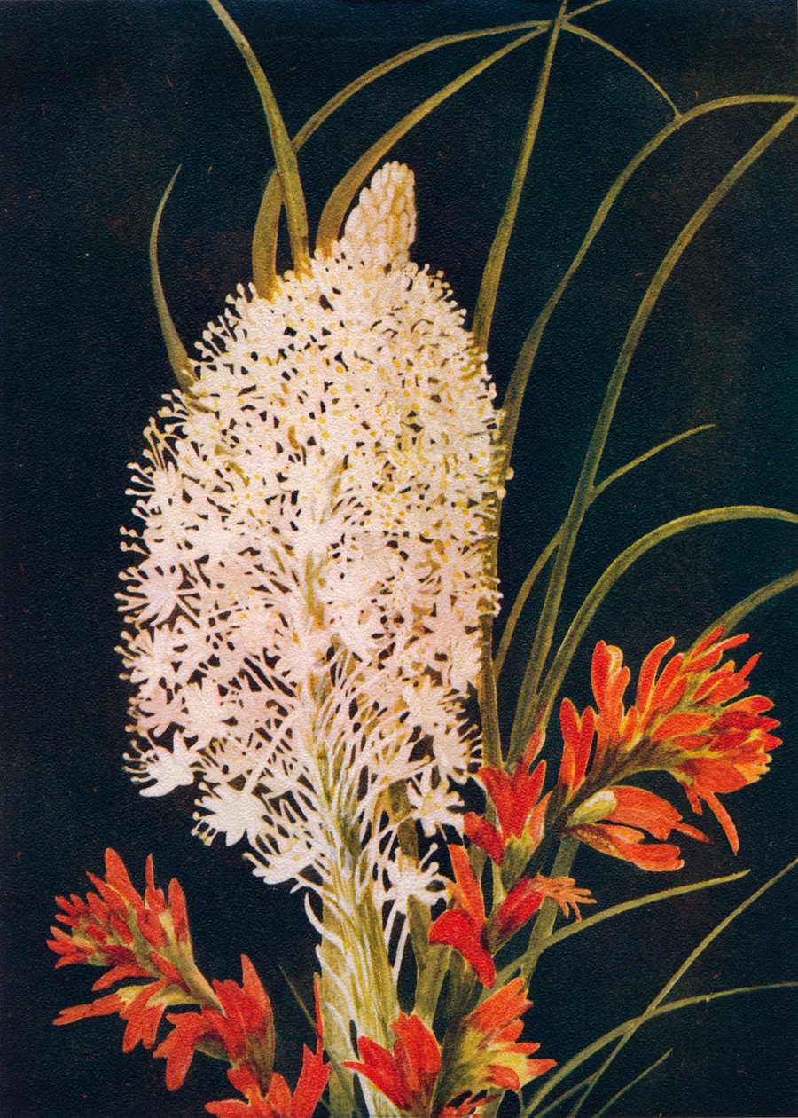 Squaw Grass und Scharlachroter Pinsel, um 1915, 1915 von Emma Graham Clock