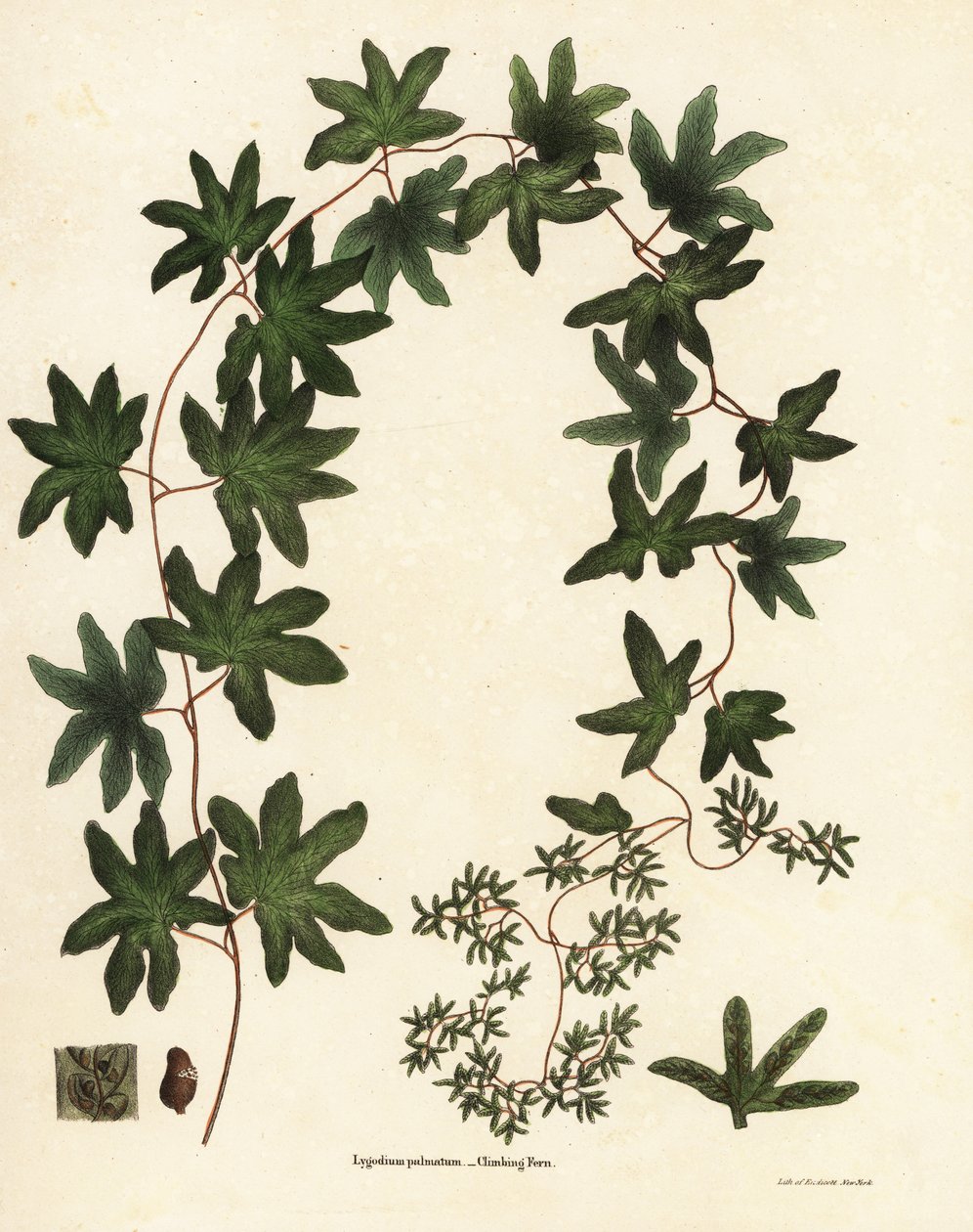 Amerikanischer Kletterfarn oder Hartford-Farn, Lygodium palmatum von Endicott Endicott