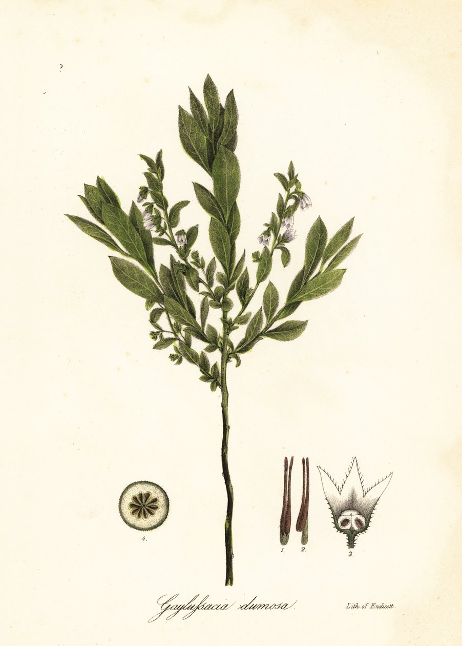 Zwerg-Heidelbeere, Busch-Heidelbeere oder Gopherbeere, Gaylussacia dumosa von Endicott Endicott