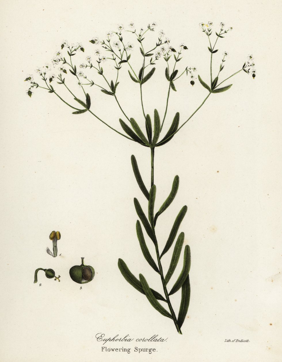 Blühende Wolfsmilch, Euphorbia corollata von Endicott Endicott