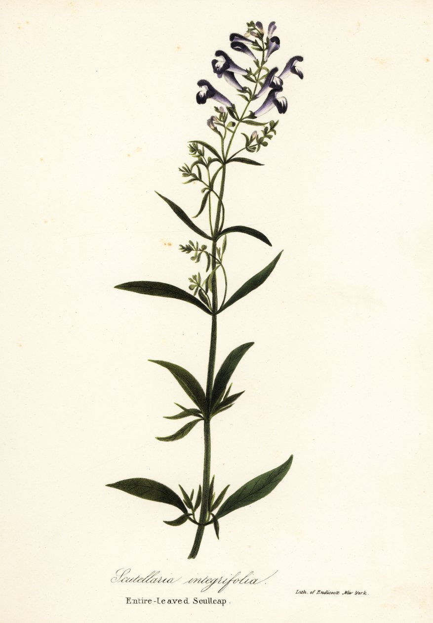 Helmblume, Scutellaria integrifolia von Endicott Endicott