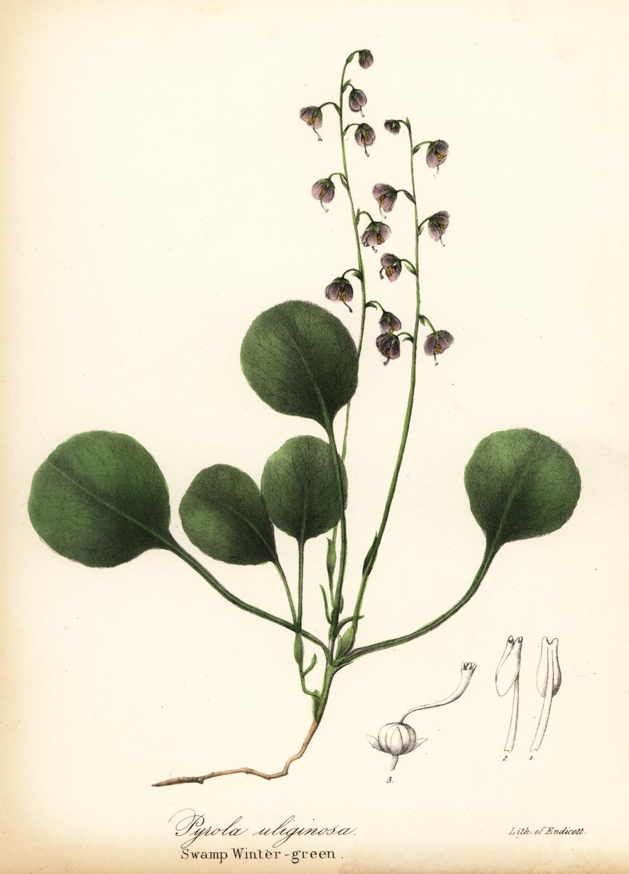 Rosa Wintergrün, Pyrola asarifolia von Endicott Endicott