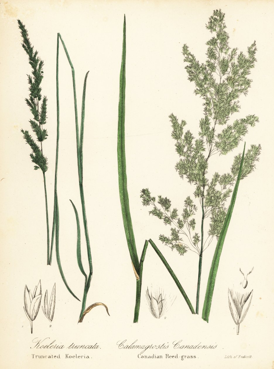 Prärie-Keilschuppe und Kanadisches Schilfrohrgras von Endicott Endicott
