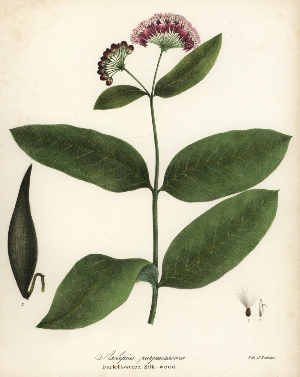 Purpur-Seidenpflanze, Asclepias purpurascens von Endicott Endicott