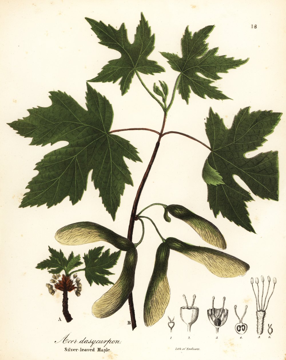 Silberahorn, Acer saccharinum von Endicott Endicott