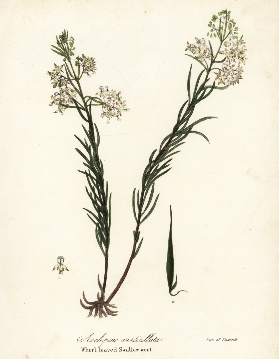 Quirl-Milchkraut, östliches Quirl-Milchkraut, Schachtelhalm-Milchkraut oder Quirlblättrige Schwalbenwurz, Asclepias verticillata von Endicott Endicott