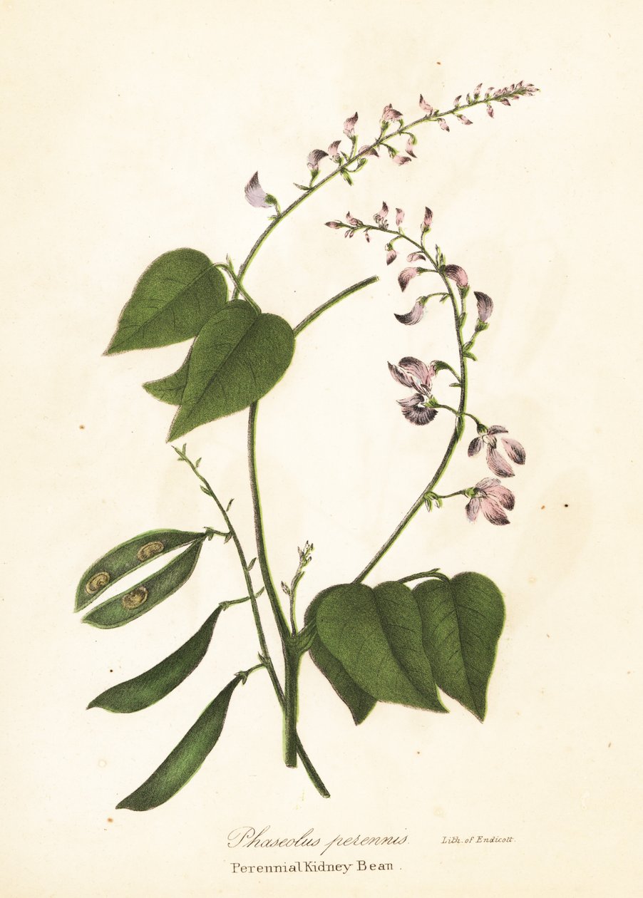 Wilde Nierenbohne, Phaseolus polystachios von Endicott Endicott
