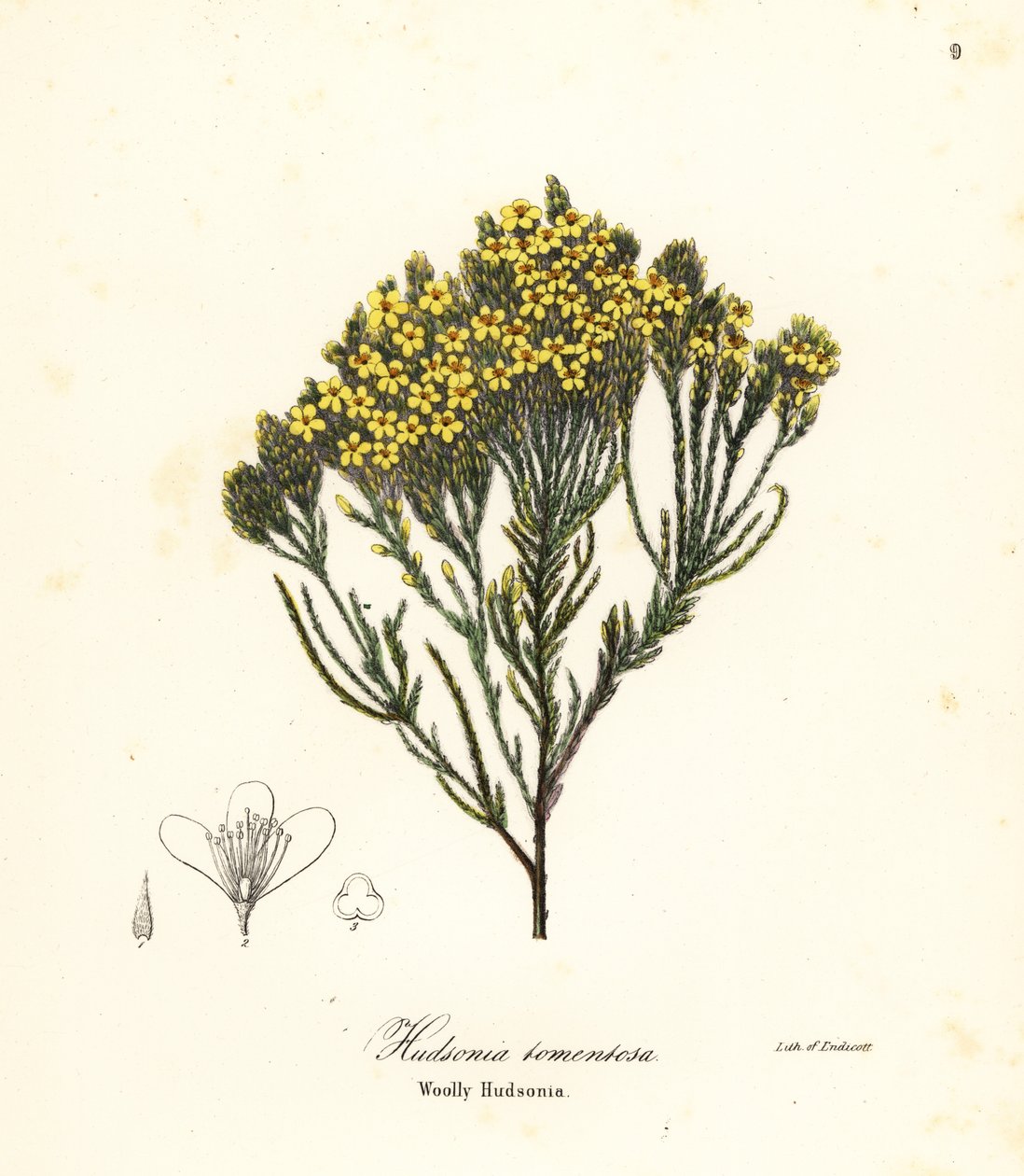 Wollige Strandheide, Strandheide, Sandheide oder Wollige Hudsonia, Hudsonia tomentosa von Endicott Endicott