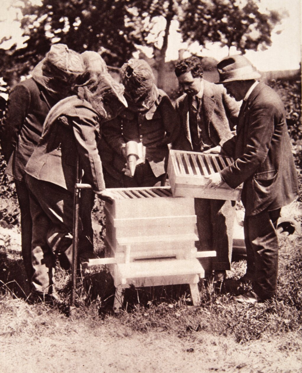 Bienenzuchtunterricht nach Lord Eglintons Plan: eine maskierte Klasse an den Bienenstöcken, aus The Illustrated War News, 5. Juli 1916 von English Photographer