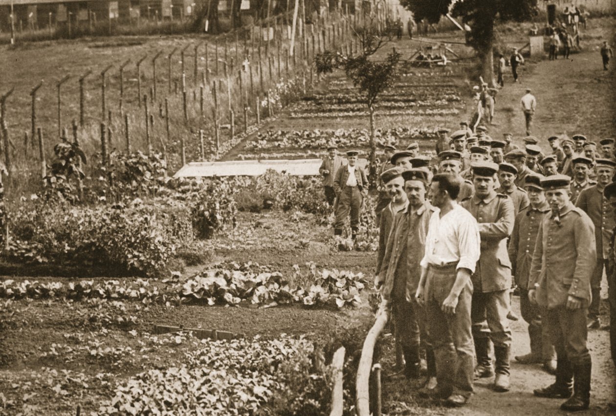 Der Gemüsegarten, Eastcote, Illustration aus Deutsche Gefangene in Großbritannien von English Photographer