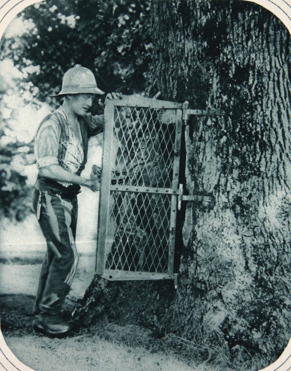 Die Einfallsreichtum von Tommy: ein hohler Baum als Fleischschrank, Illustration aus The Illustrated War News, 27. September 1916 von English Photographer