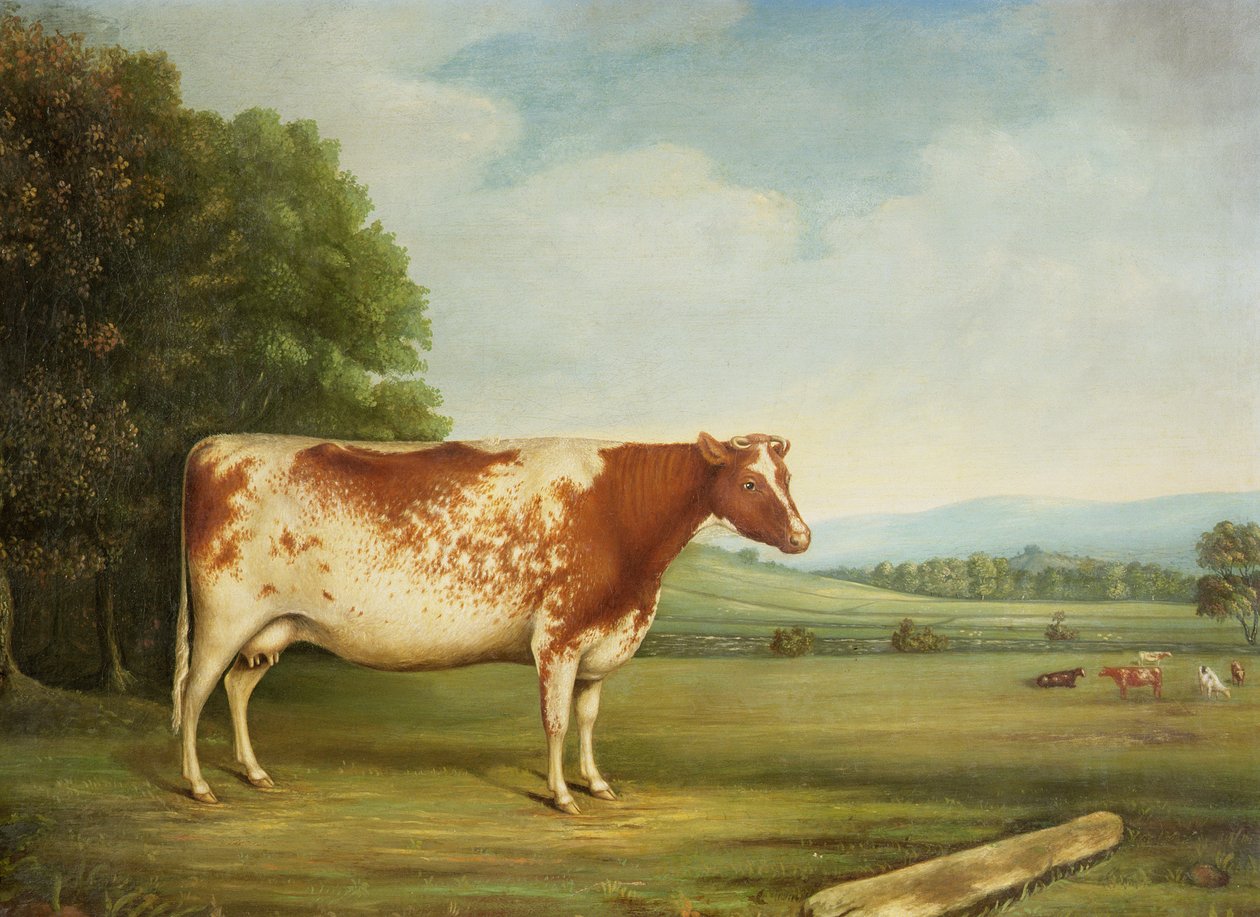 Eine preisgekrönte Shorthorn-Kuh in einer Landschaft von English School