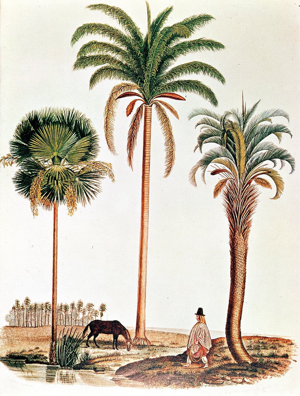 Ein Auszug aus Darwin auf der Beagle, der drei Palmenarten zeigt von English School