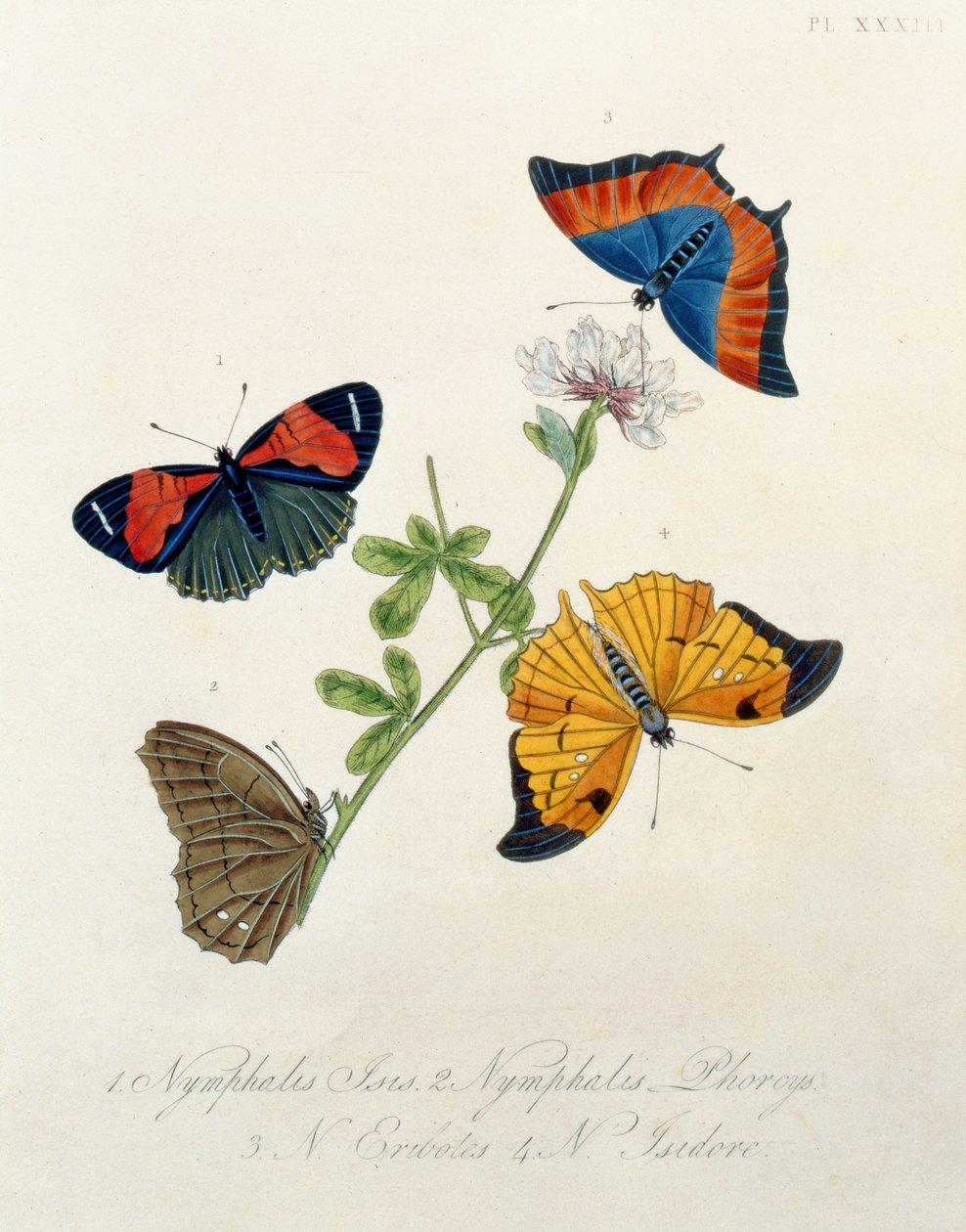 Schmetterlinge, aus Insekten von Indien von Edward Donovan (1768-1837) von English School