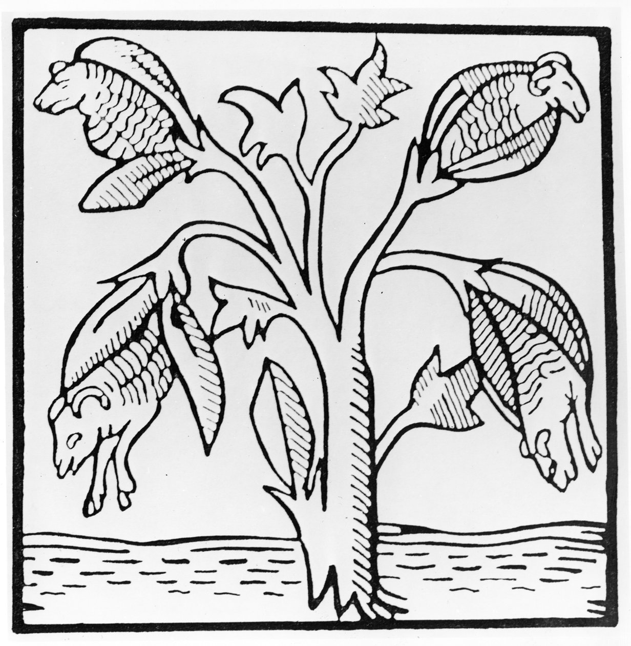 Baumwollpflanze, wie von John Mandeville vorgestellt von English School