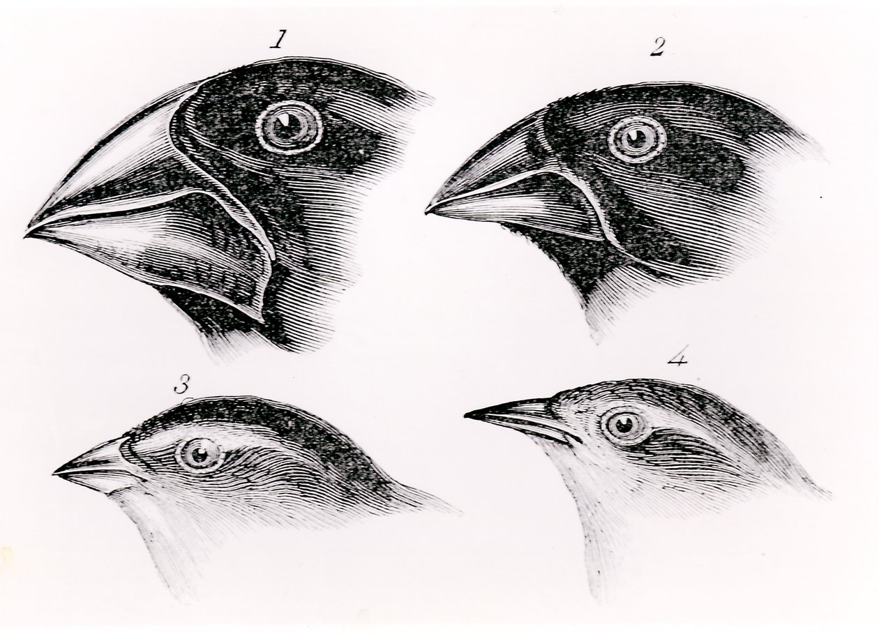 Darwins Vogelbeobachtungen von English School