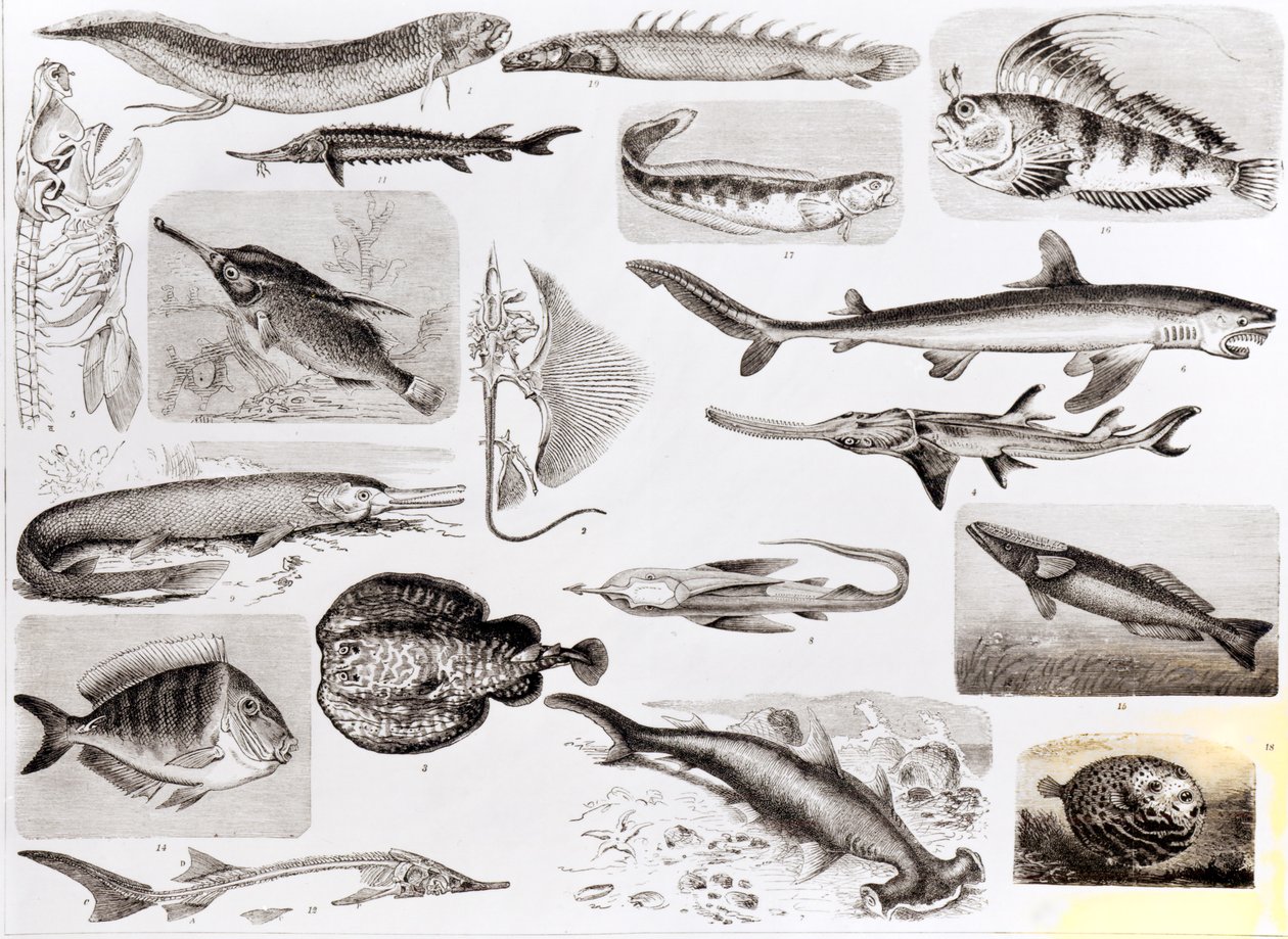 Ichthyologie - Elasmobranch, Ganoid und Knochenfische von English School