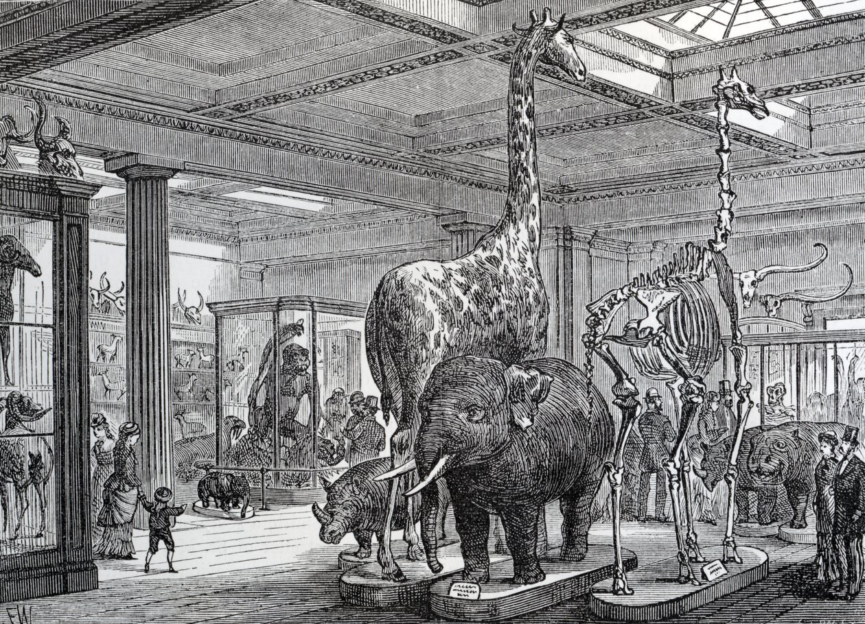 Der Säugetiersalon, Illustration aus 