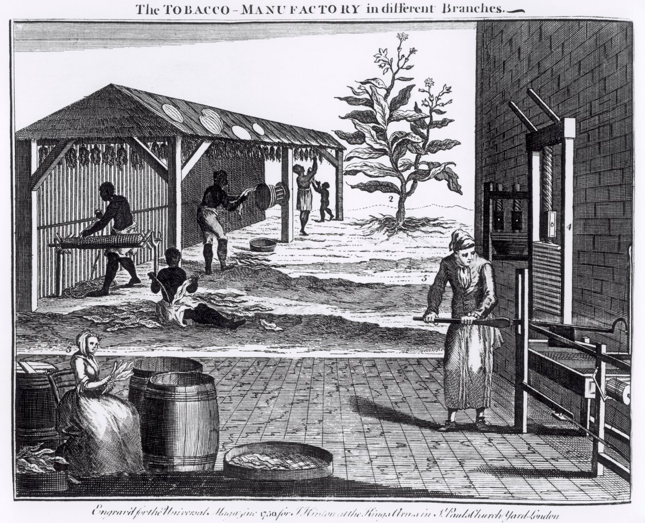 Die Tabakfabrik in verschiedenen Zweigen, graviert für das Universal Magazine, 1750 von English School