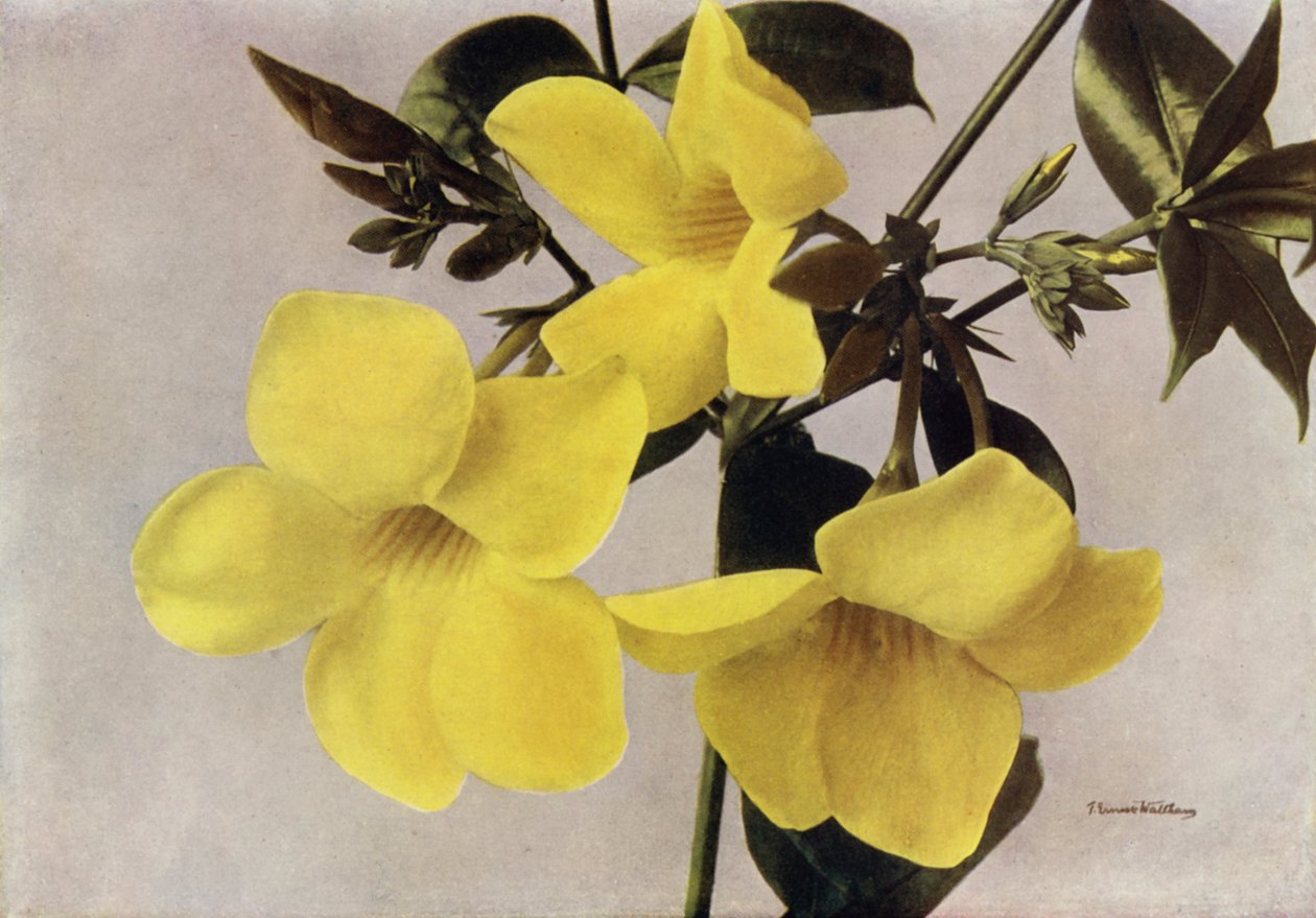 Allamanda Schottii Hendersonii von English Photographer