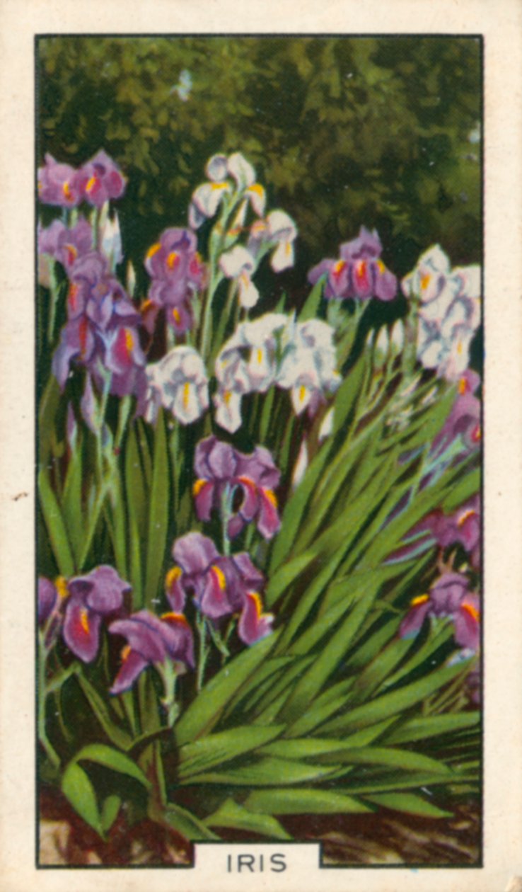 Gartenblumen: Iris von English Photographer