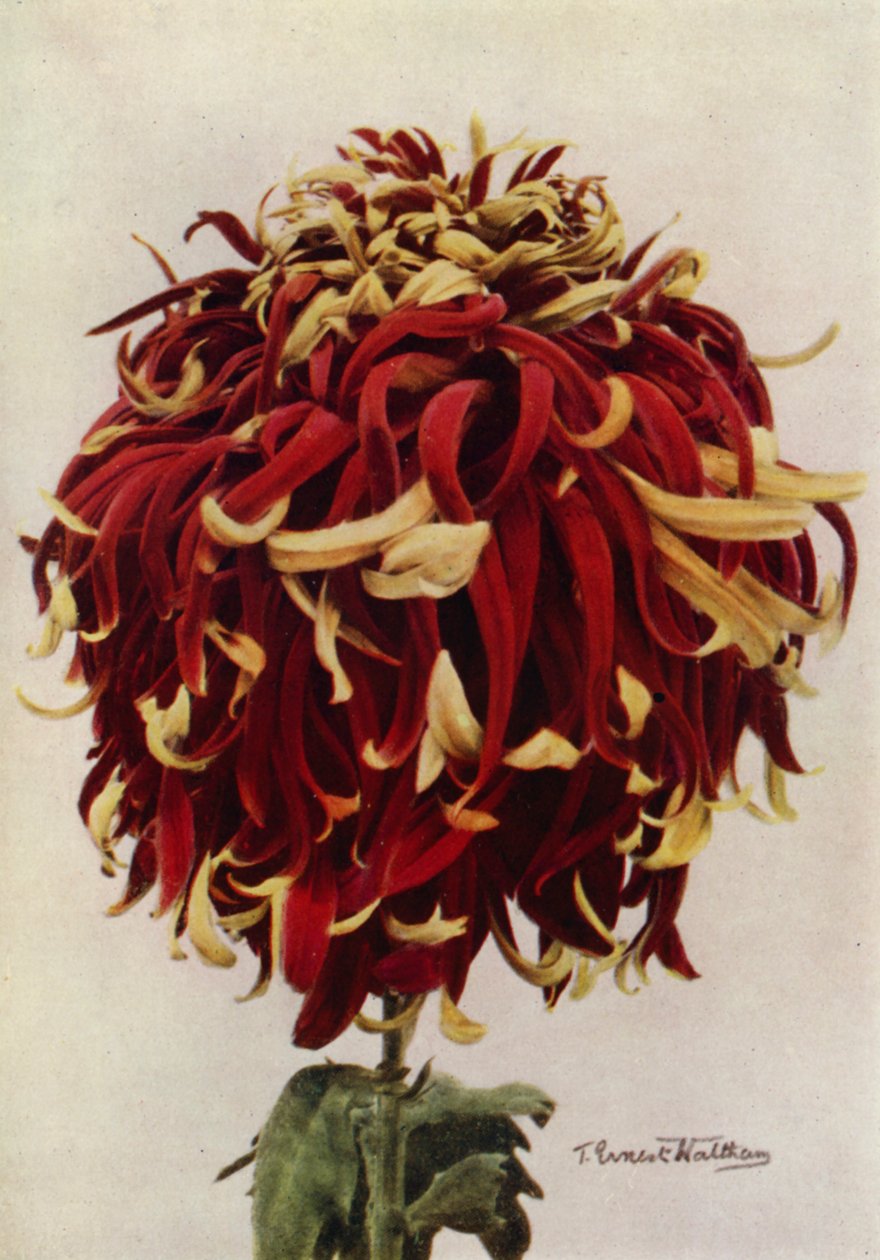 H C Till von English Photographer