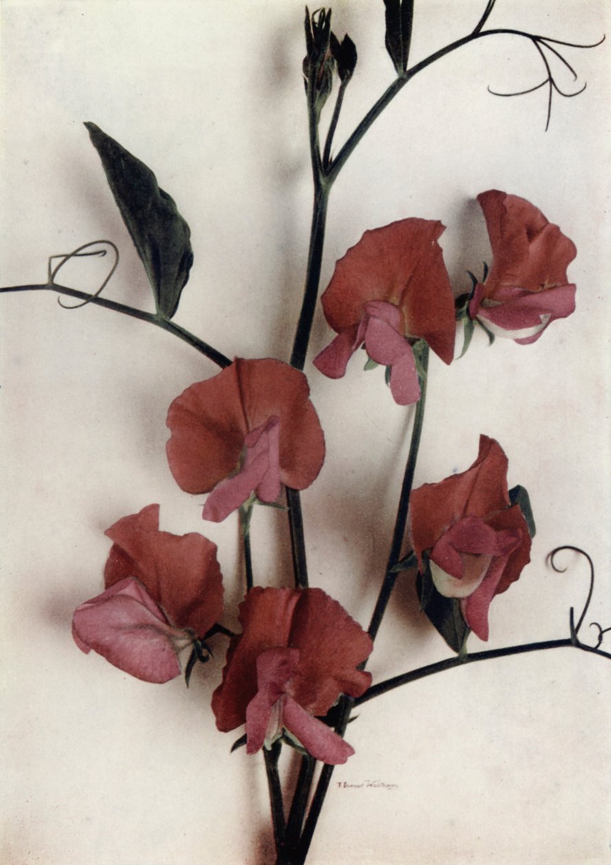 Helen Lewis von English Photographer