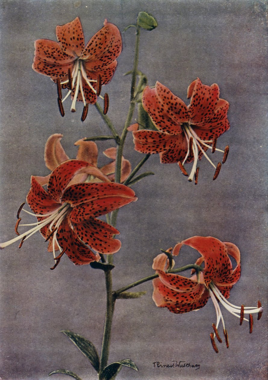 L Maximowiczii von English Photographer