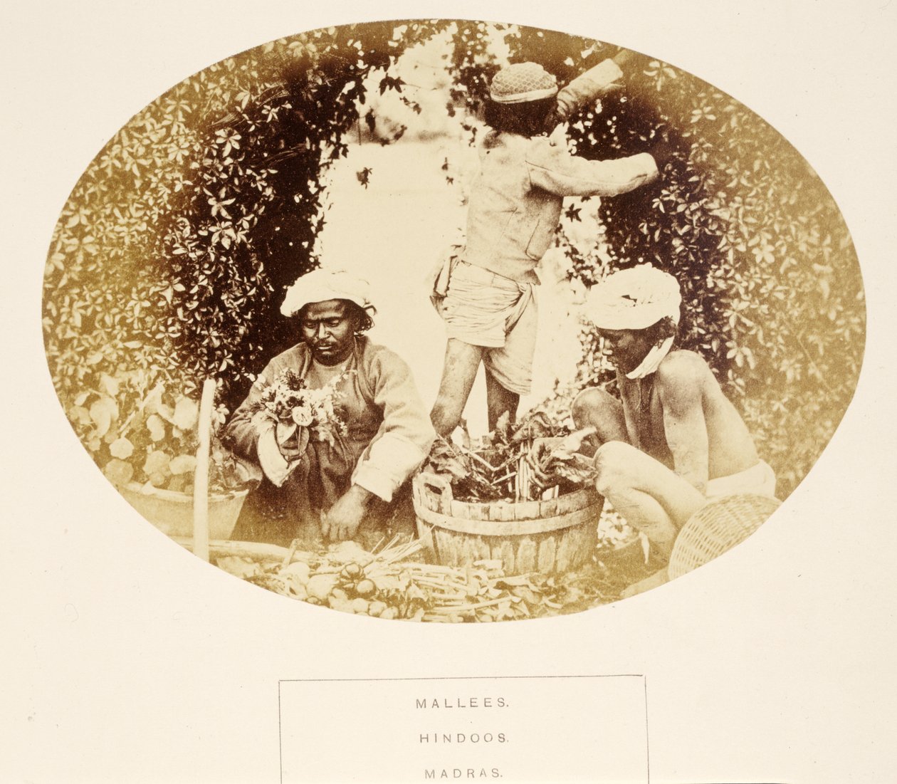 Mallees (Gärtner), Hindus, Madras, aus Die Völker Indiens, von J. Forbes Watson, veröffentlicht 1868 von English Photographer