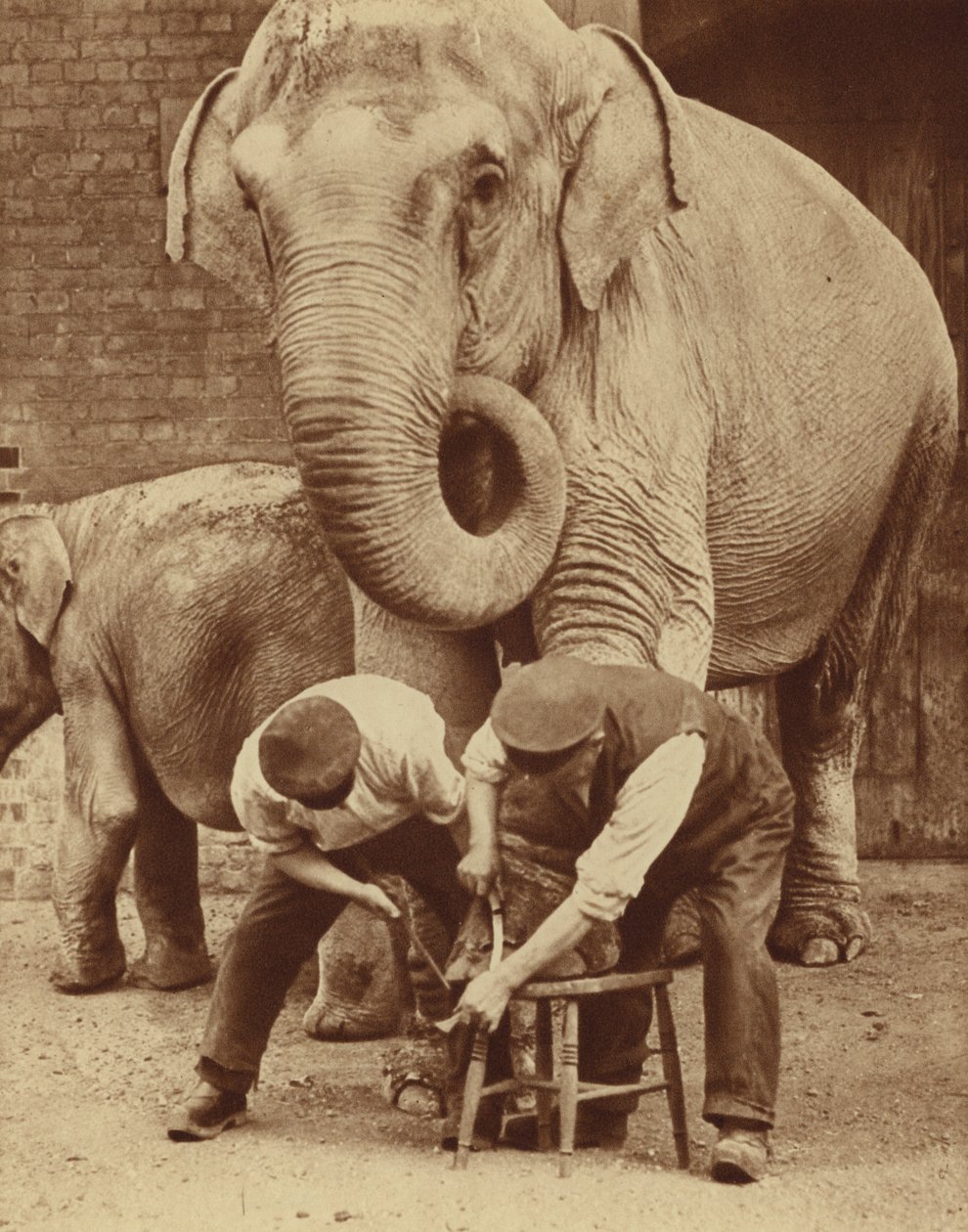 Maniküre im Zoo-Schönheitssalon von English Photographer
