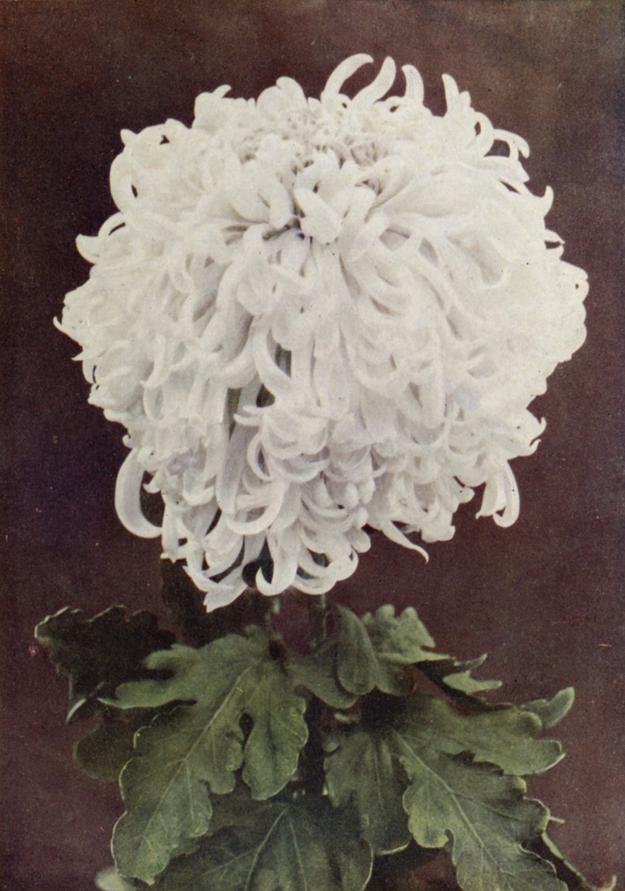 Mrs. Gilbert Drabble von English Photographer