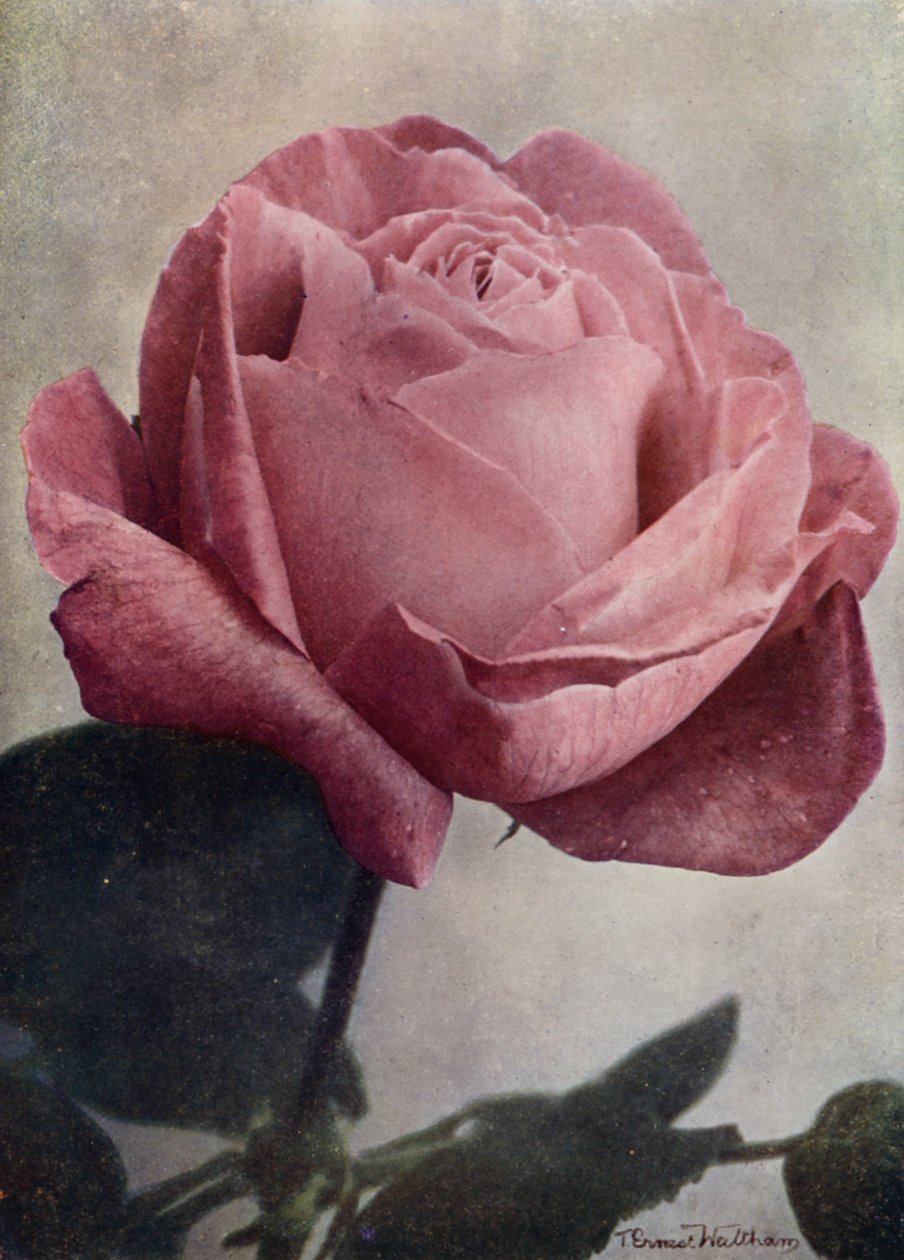 Mrs John Laing (HP) von English Photographer