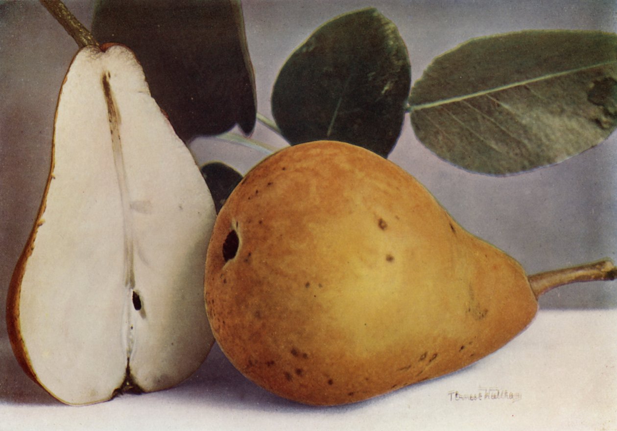 Birne, Durondeau von English Photographer