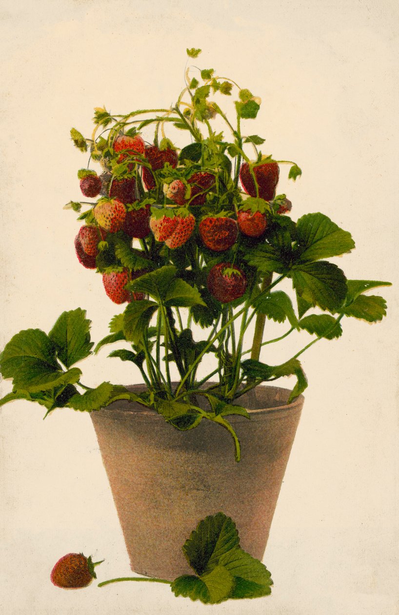 Erdbeeren in einem Topf von English Photographer