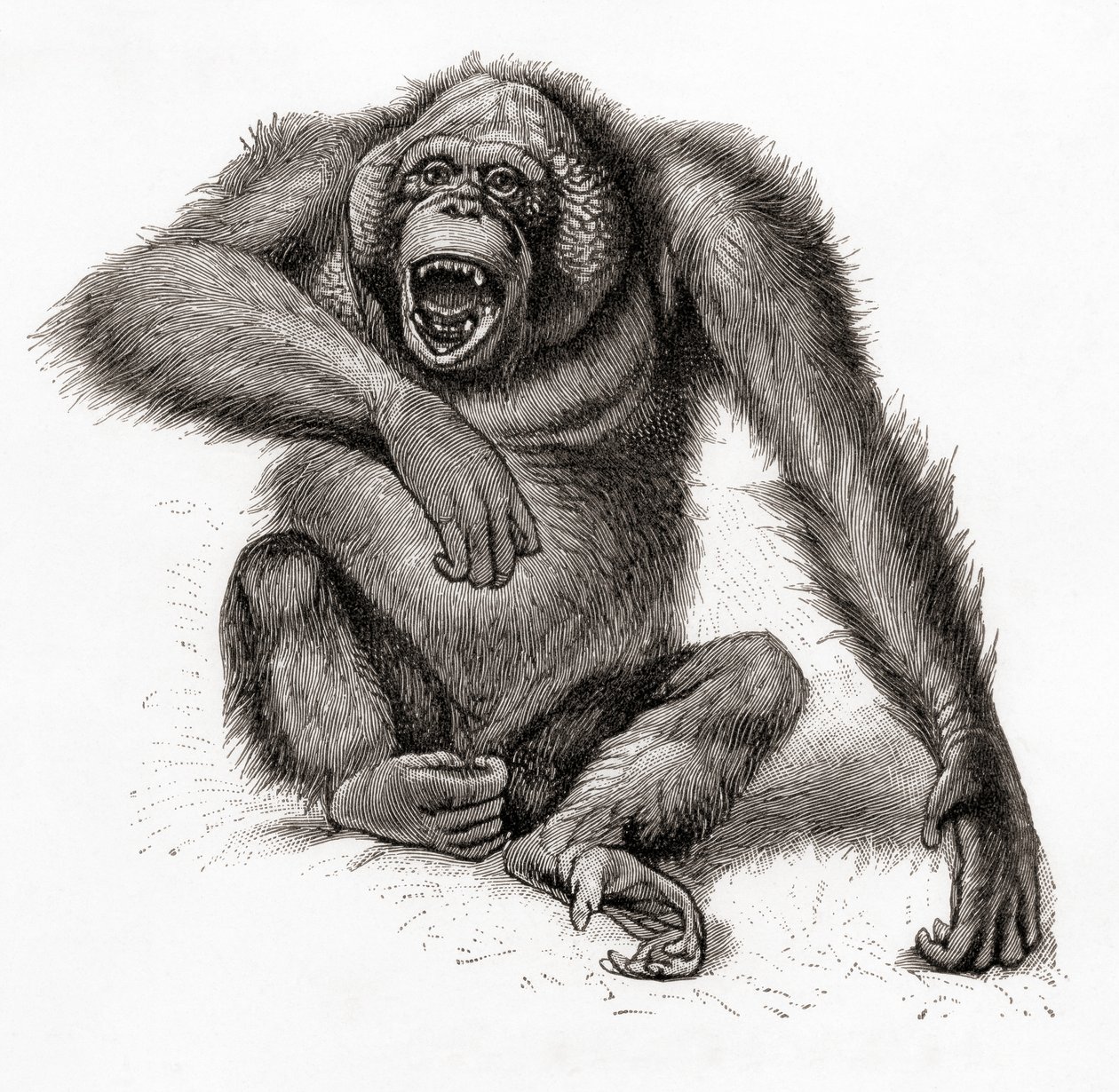 Ein Borneo-Orang-Utan, Pongo pygmaeus. Aus Meyers Lexikon, veröffentlicht 1924 von English School