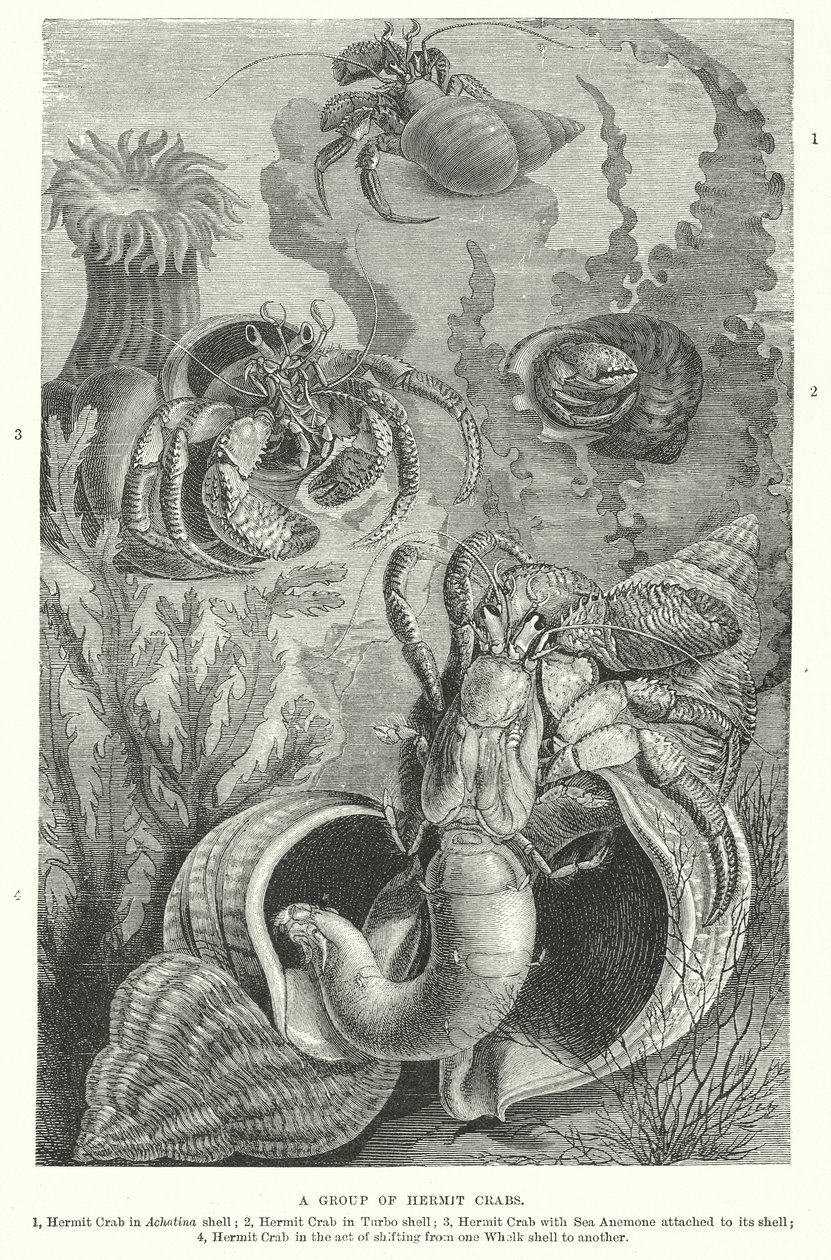 Eine Gruppe von Einsiedlerkrebsen (Gravur) von English School