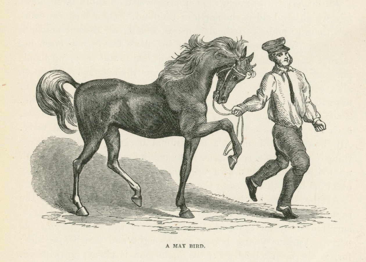 Ein Maivogel von English School