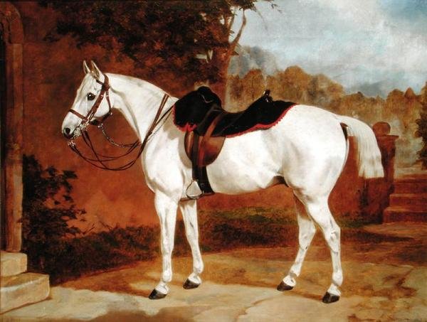 Ali, Porträt eines Pferdes von English School