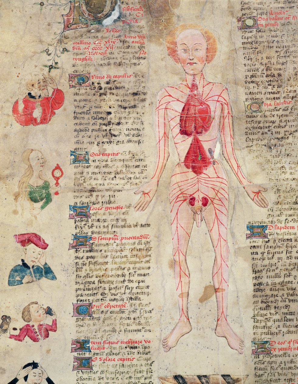 Anatomisches Diagramm, aus De arte phisicali e de cirugia von John Arderne, 1412 von English School