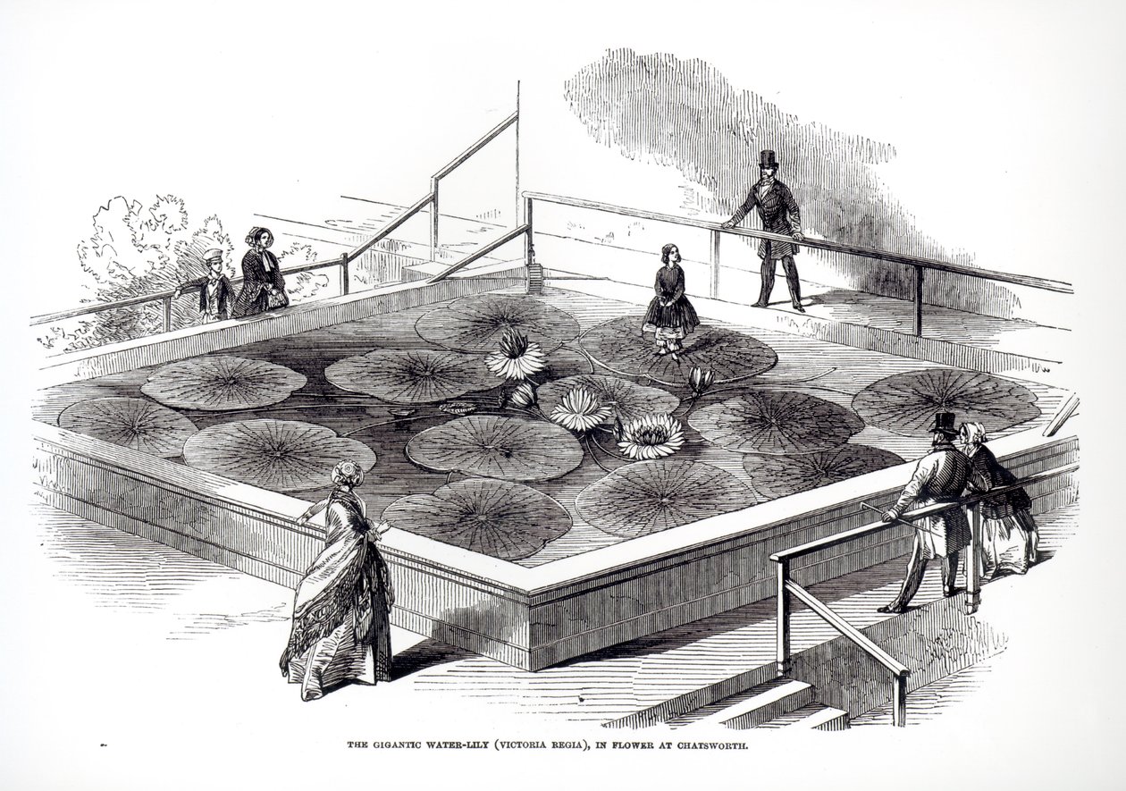 Annie Paxton auf der Victoria-Regia-Seerose im Großen Konservatorium in Chatsworth, 1849 von English School