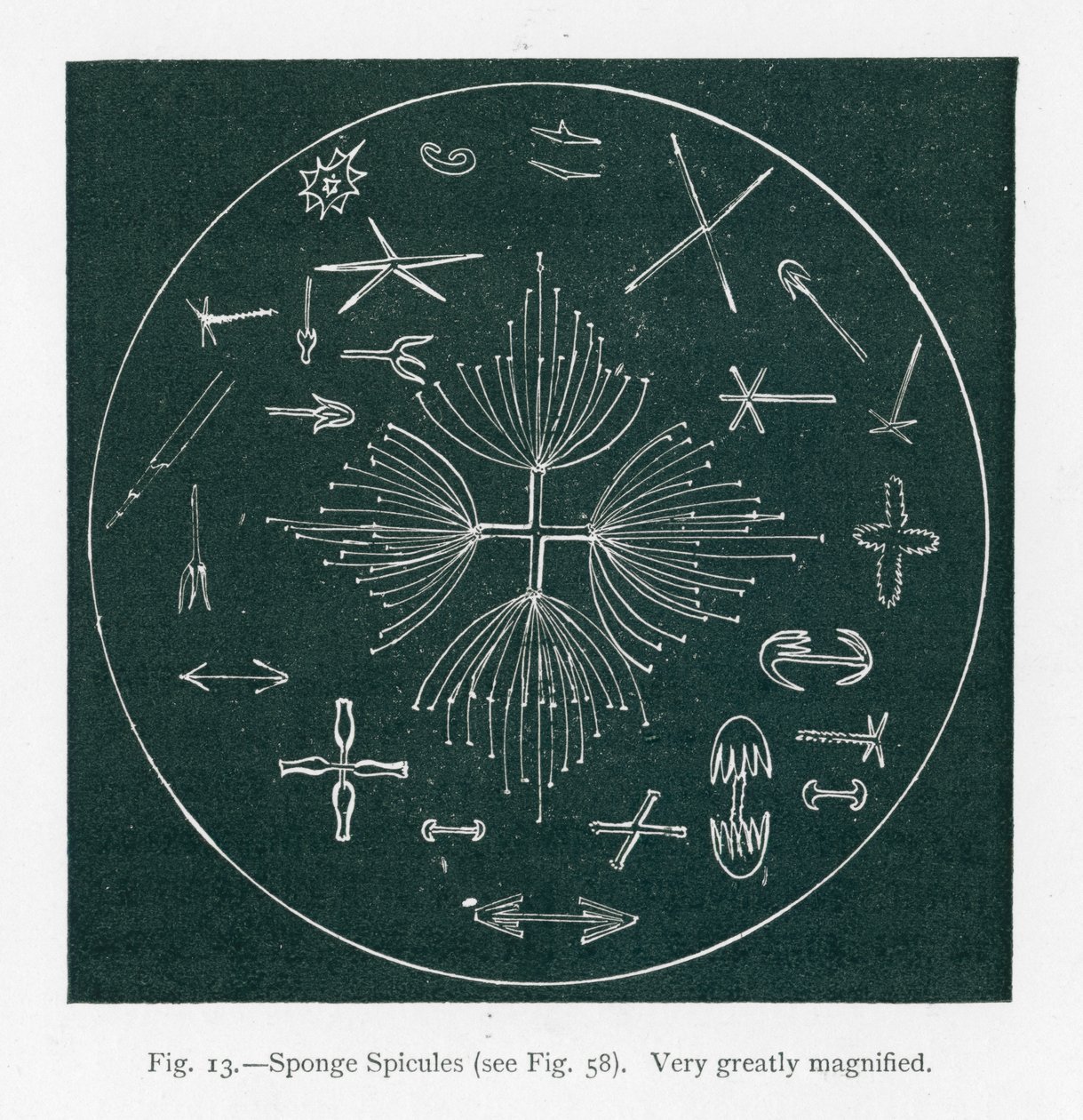 Schönheiten der Natur: Schwammspicula (Lithografie) von English School