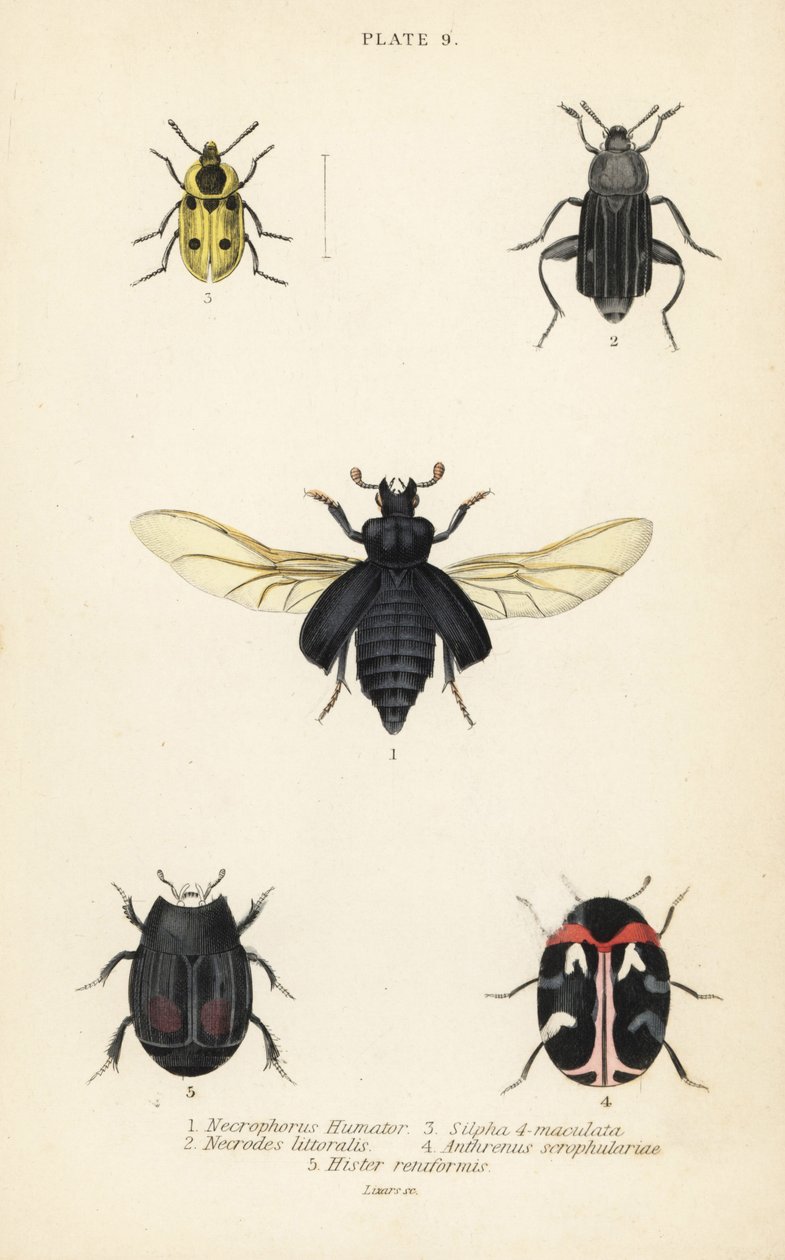 Totengräberkäfer, Nicrophorus humator 1, Aaskäfer, Necrodes littoralis 2, Dendroxena quadrimaculata 3, Teppichkäfer, Anthrenus scrophulariae 4, und Hister quadrimaculatus var von English School