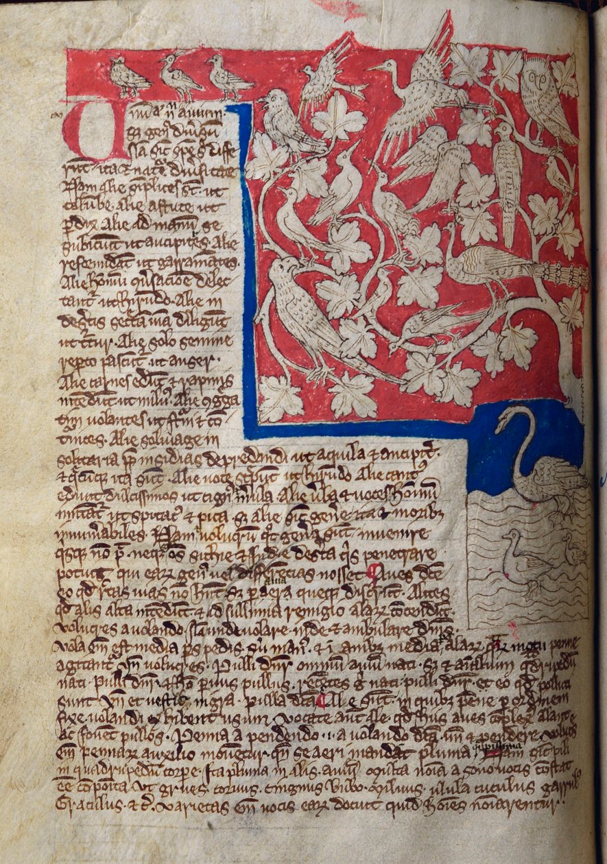 Vögel, aus dem Bestiarium von English School