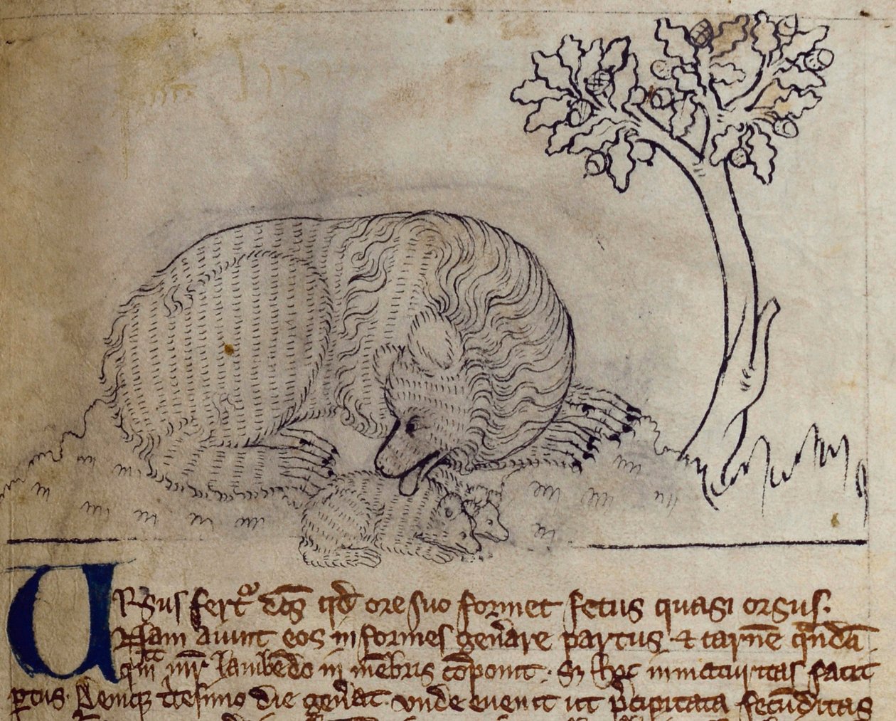 Bär, aus Bestiarium von English School