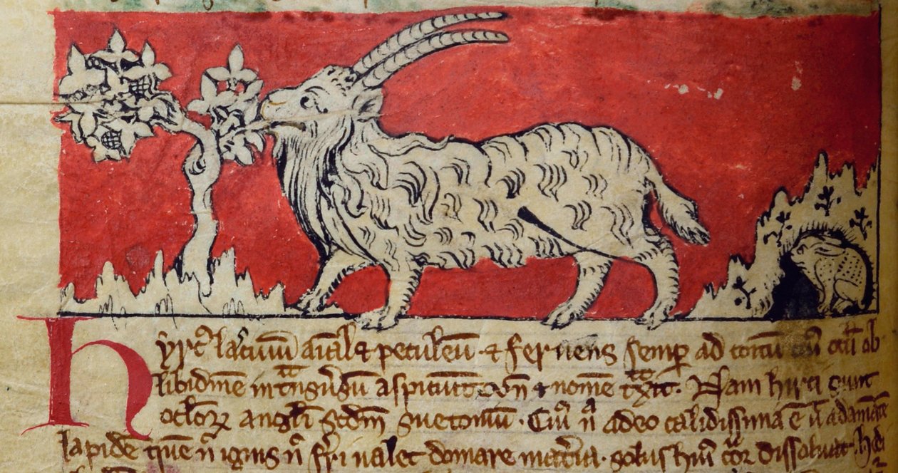 Ziege, aus Bestiarium von English School