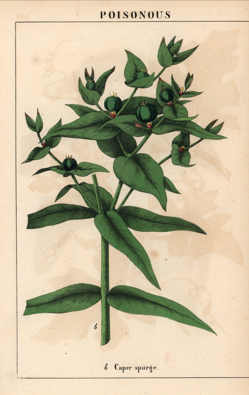 Wolfsmilch mit grünen Samen, Euphorbia lathyris, aus 