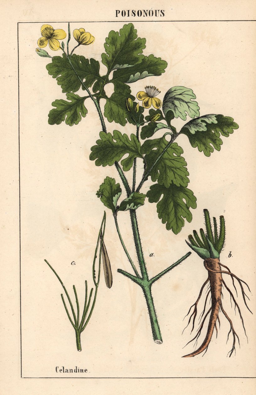 Schöllkraut mit gelben Blüten und Wurzeln, aus 