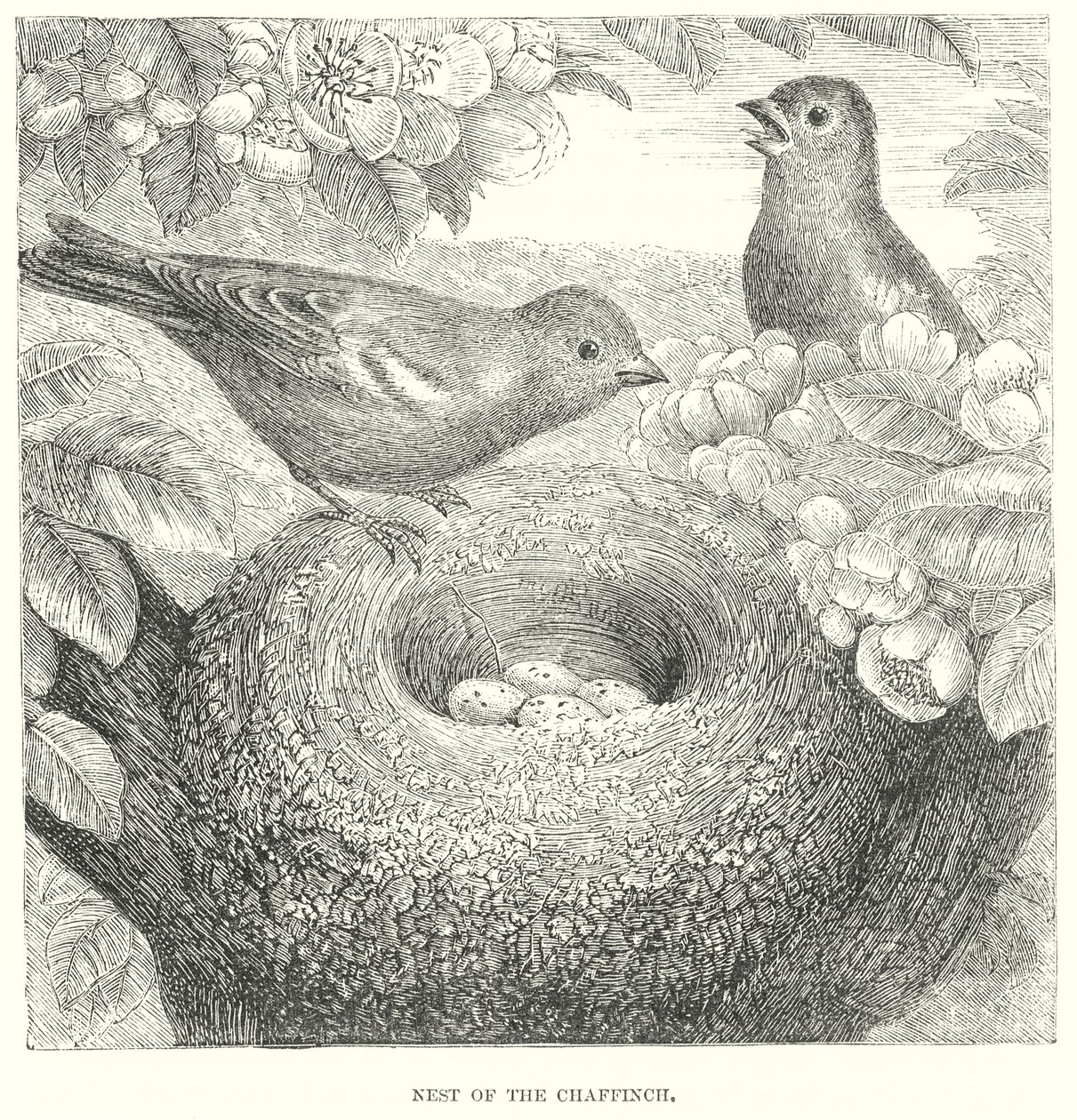 Buchfink von English School