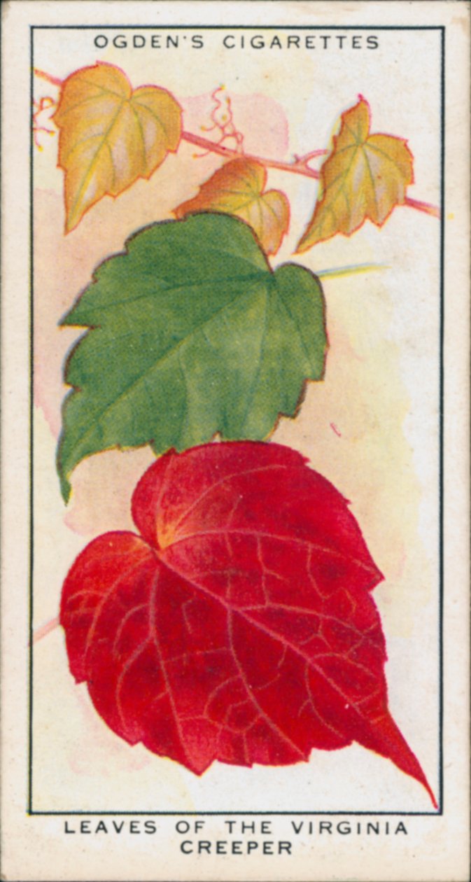 Farbwechsel, Jahreszeitenwechsel, Pflanzen, Blätter des Virginia Creeper von English School